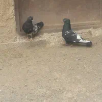 سینه سیاه نر سرسیاه|پرنده|رفسنجان, |دیوار