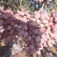 پیوندپسته|خدمات باغبانی و درختکاری|اصفهان, گورت|دیوار