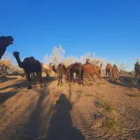 فروش شتر هاشی|حیوانات مزرعه|جلگه ماژان, |دیوار