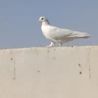 چند عدد کفتر ماده|پرنده|اصفهان, کوی راه حق|دیوار