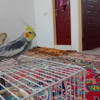 عروس هلندی نرو ماده