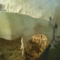 الاغ ماده جوان