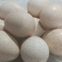 تخم بوقلمون نطفه دار