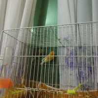 3 عدد قناری مفت