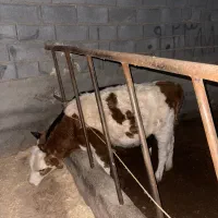 گوساله ماده سیمینتال