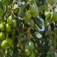 نهال زیتون کنسروالیا و روغن گیری|خدمات باغبانی و درختکاری|مهریز, |دیوار