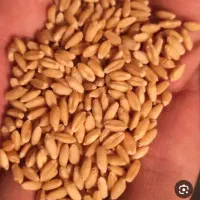 بذر گندم  مادری دیمی  آذر ۲