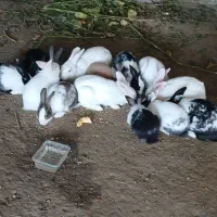 خرگوش
