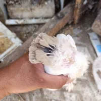 جفت دمدار با جوجه گ م ش د ه