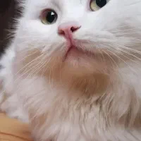 واگذاری گربه