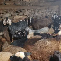 بزگوشتی هم داشتی|حیوانات مزرعه|مریوان, |دیوار