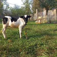 گوساله ماده دورگ محلی اصیل  نژاد شیری
