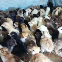 فروش جوجه محلی اصیل صددرصد کرچ شو ۶ روزه