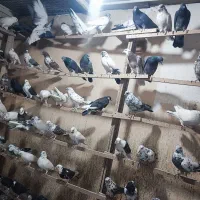 کفتر،کبوتر|پرنده|یزد, |دیوار