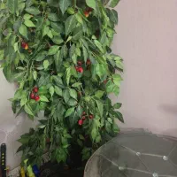 درخت گیلاس مصنوعی