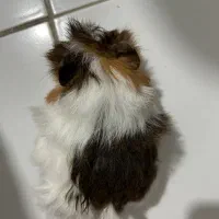 خوکچه هندی|موش و خرگوش|رشت, شهرک قدس|دیوار