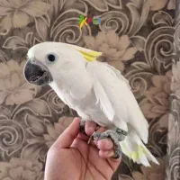 واگذاری طوطی کاکادو