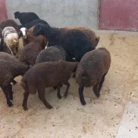 بره شیری نروماده ۸عدد