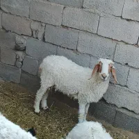 میش بره