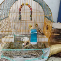 عروس هلندی
