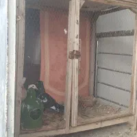 کبوتر رنگی