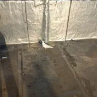 ماده نر مست