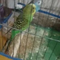 فروش‌مرغ‌عشق