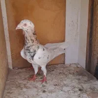 کفترهفرنگ‌وقیره...