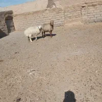 گوسفند|حیوانات مزرعه|سده (خراسان جنوبی), |دیوار