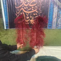 پر علم یا همون علامت|کلکسیون اشیاء عتیقه|مشهد, طبرسی شمالی|دیوار