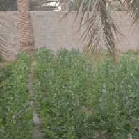 کشاورزی وباغبانی