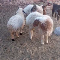 بزغاله وبره فروشی|حیوانات مزرعه|بیرجند, |دیوار