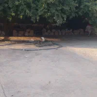 خرگوش|موش و خرگوش|دره شهر, |دیوار