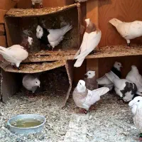 طوقی|پرنده|نقده, |دیوار