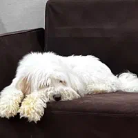 واگذاری سگ شیتزو پا بلند