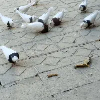 تعداد 17تا کبوتر طوقی|پرنده|یاسوج, |دیوار