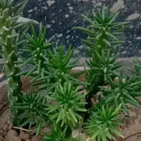 گلدان چینی|کلکسیون و سرگرمی|بروجرد, |دیوار