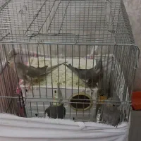 عروس هلندی مولد