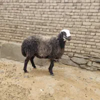 شیشک بره ماده طلا