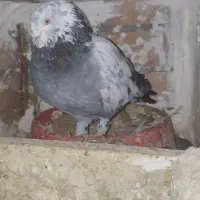 چینی ماده پر یا واشه ای  طبق عکس فـقط پـر