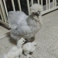 مرغ و خروس مولد ابریشمی نژاد دار به همراه جوجه