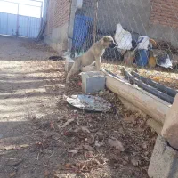 توله سگ سرابی اصیل نژاد دار