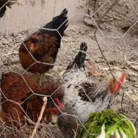 مرغ و خروس و اردک