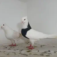 کبوتر معاوضه