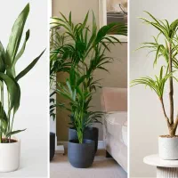 نگهداری گل و گیاه آپارتمان در لوکیشن شما با تماس|خدمات باغبانی و درختکاری|اراک, |دیوار