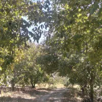 ۵۰۰باغ مثمر ۱۵کیلومتری بیستون منطقه چمچمال|فروش زمین و ملک کلنگی|بیستون, |دیوار