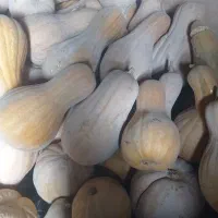 کدو حلوایی|خوردنی و آشامیدنی|جوین, |دیوار