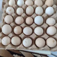 تخم مرغ رسمی