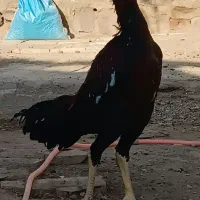 جوجه لاری|حیوانات مزرعه|تربت‌حیدریه, طالقانی|دیوار