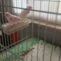 قناری|پرنده|اردبیل, |دیوار